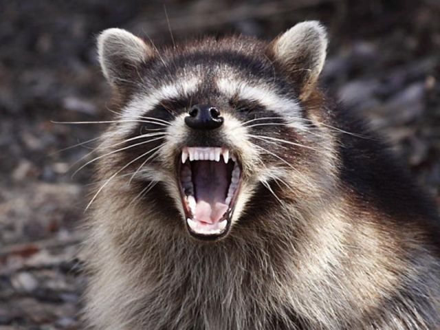 На Харьковщине специалисты нашли девятнадцать бешеных животных