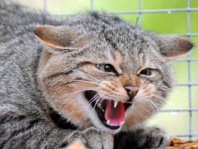 В одном из районов Харьковской области ввели карантин из-за бешенства кота