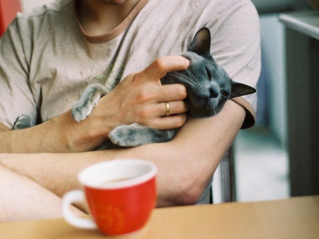 Акция по пристройству кошек из приюта от КП Центр обращения с животными Харьков