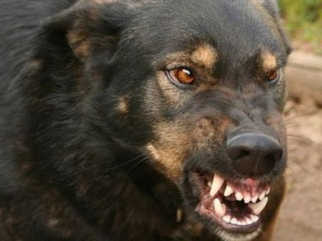 Под Харьковом взбесившийся домашний питомец напал на людей.