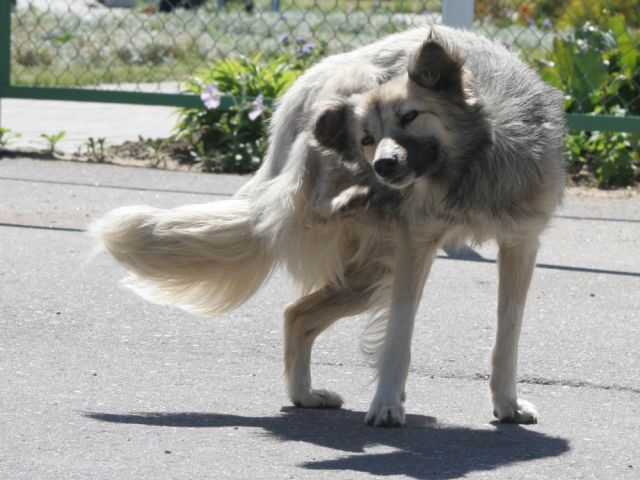 Бездомные животные за границей. Полезно знать