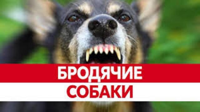 КП «Центр обращения с животными» - за 7 лет количество бездомных собак в Харькове уменьшилось на 70 %