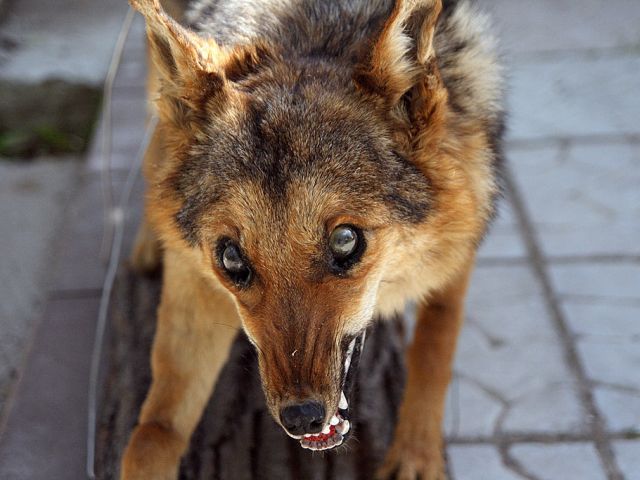За год в Харьковской области нашли более ста бешеных животных