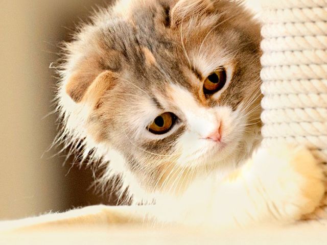 1 марта - Всемирный день кошек