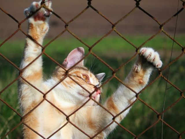 Центр обращения с животными  объявляет конкурс: «Мой питомец – самый смешной»