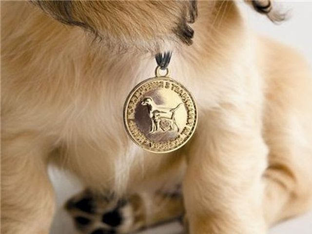 Приглашаем всех на регистрацию домашних животных!