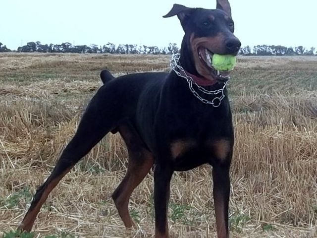 коррекция поведения собак