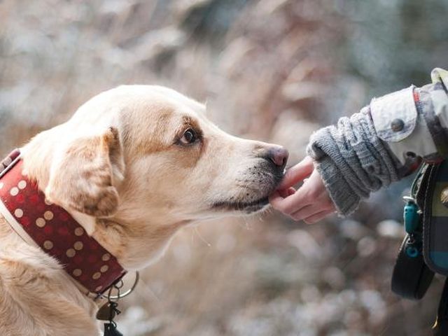 Во Львове будут штрафовать владельцев собак