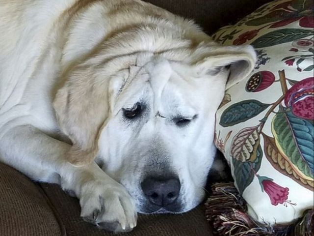 Пёс родился с дефектом черепа