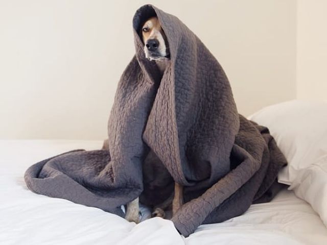 Администрация КП "Центр обращения с животными" просит приносить теплые вещи для утепления будок. 