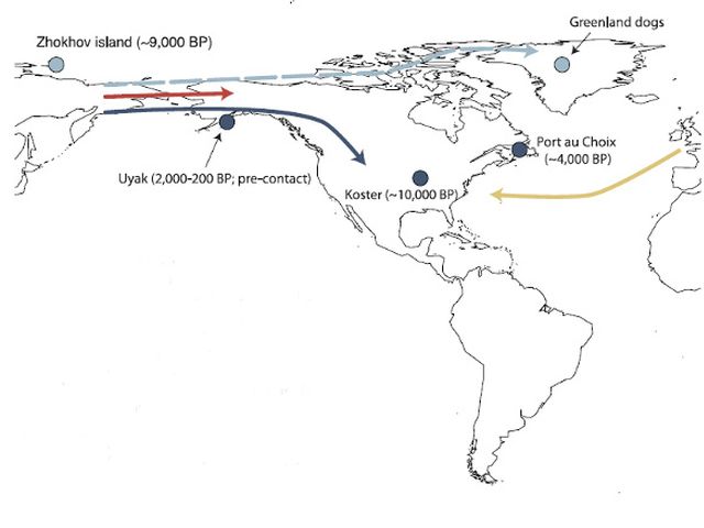 Ученые выяснили, откуда в Америку пришли собаки