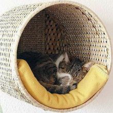 Передержка домашніх тварин в Харкові