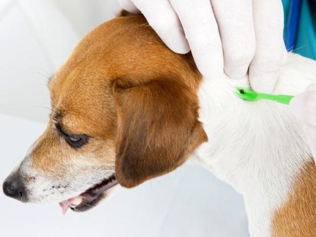 Осторожно клещи: как защитить домашнее животное от нападения опасных насекомых