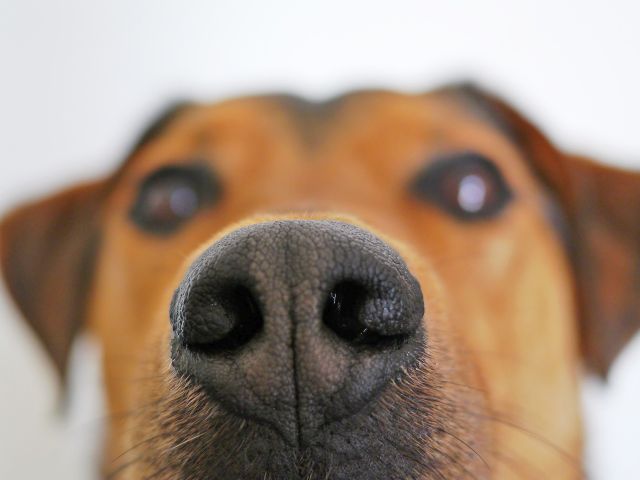 корочка на носу собаки