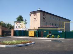 Catching  stray dogs 