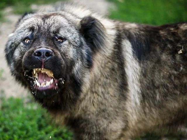 ЧП в Харькове. Собака набросилась на женщину с ребенком