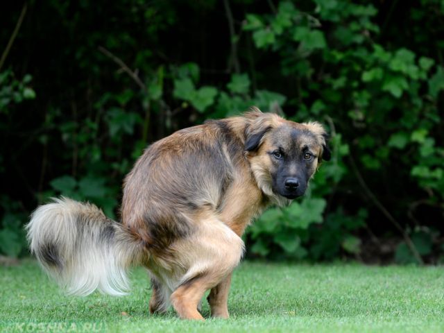 Обязать владельцев собак убирать следы жизнедеятельности своих четырехлапых друзей.