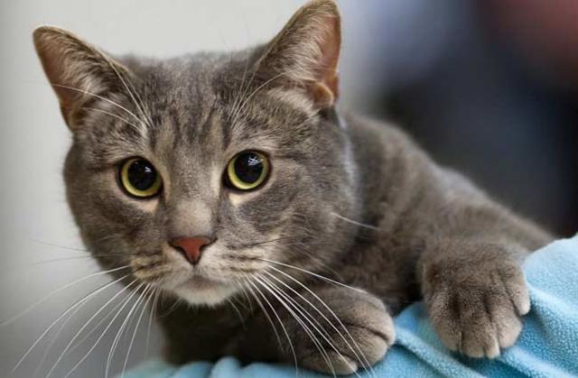 В апреле 2019 г. в г. Харькове стартовала программа ОСВ (отлов-стерилизация-возврат) бездомных кошек