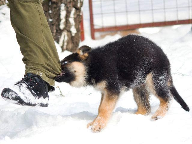 проблемное поведение собаки
