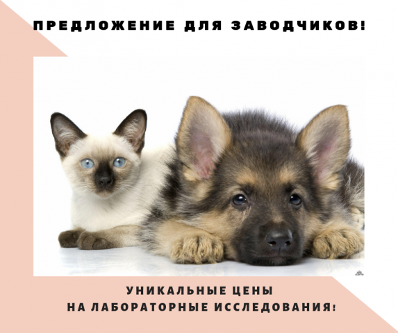 Предложение для заводчиков и питомников собак и кошек!