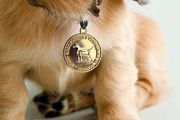 Регистрация домашних животных (кошек и собак) в Харькове