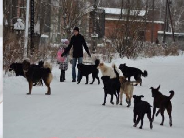 Центр обращения с животными: проблема регулирования численности бездомных животных не простая, но решаемая
