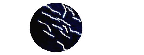 проявления болезни Лайма