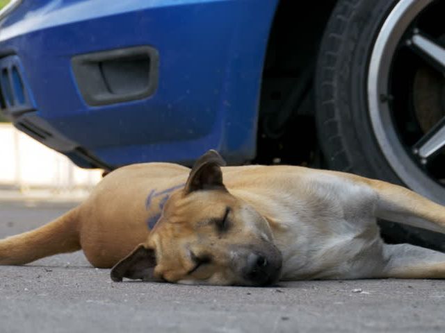 Жертву побега спасли ветеринары Центра обращения с животными