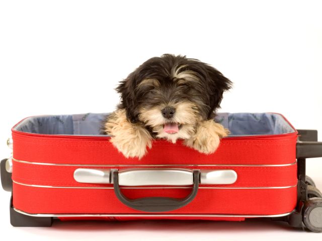 Забронируйте гостиницу для своего питомца и путешествуйте со спокойной душой