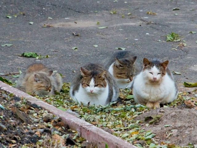 Неужели у нас на улице Шариковой бродячие коты и собаки дороже чем жизнь, здоровье детей и взрослых