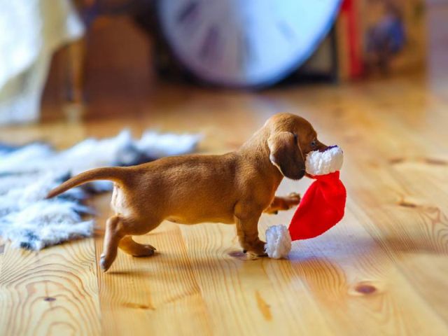 Центр обращения с животными объявляет конкурс: «Мой питомец – самый смешной»