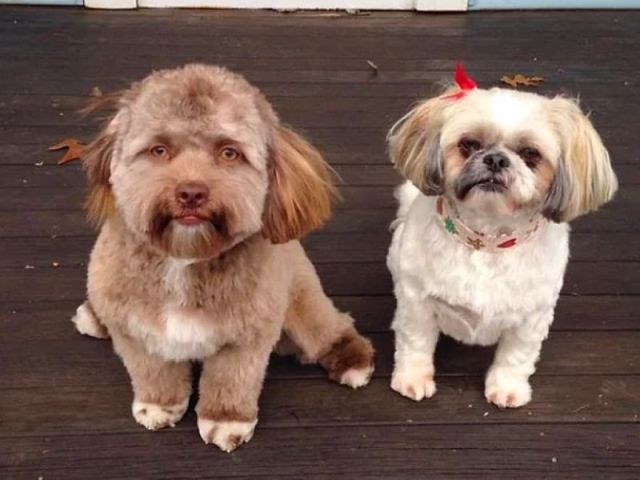 Сеть удивила собака с "человеческим лицом"