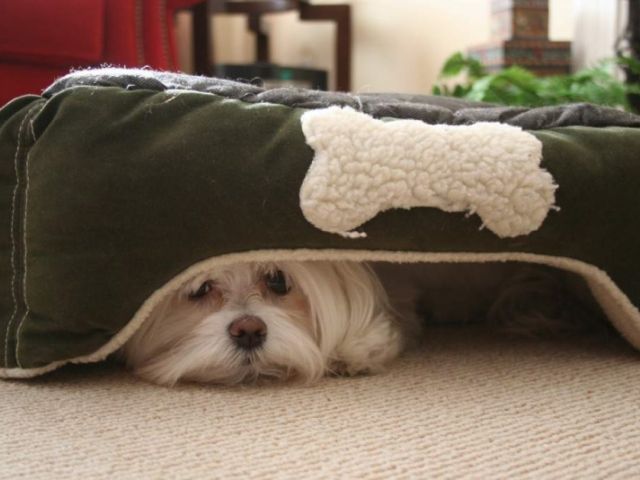 Почему смелые собаки так сильно боятся грозы