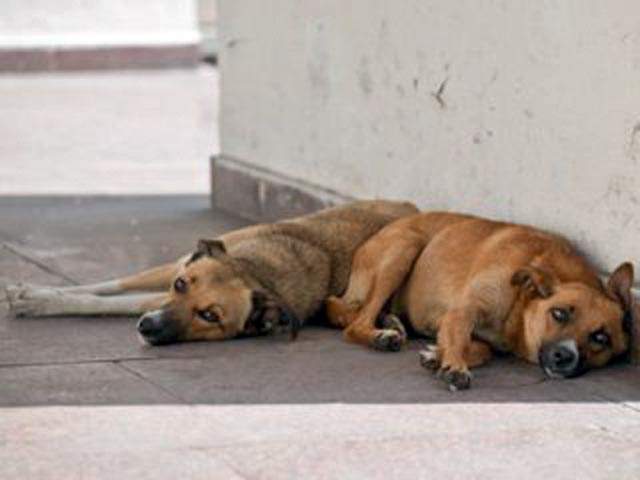 От животных пострадали более 400 жителей Сумщины