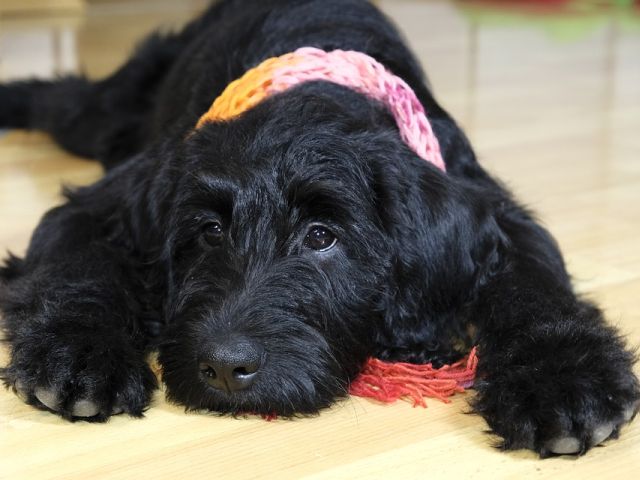 Клиент добился от Amazon возвращения своей собаки, похищенной курьером