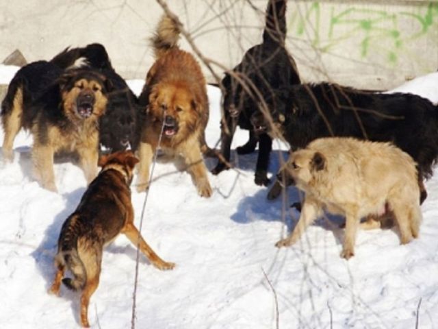 В подконтрольном сепаратистам Харцызске, Донецкой области, стая собак загрызла до смерти 12-летнюю Лизу Канарейкину.