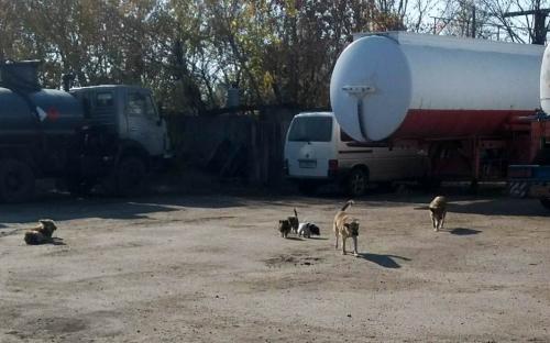 Инспекторами КП "Центр обращения с животными" с января 2018 года выдано более 300 предписаний и составлено 67 протоколов о привлечении к административной ответственности