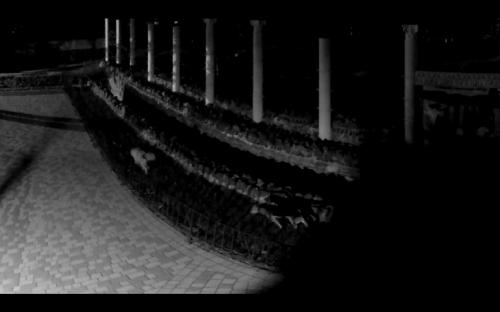 Cобаки проникли в зоопарк и загрызли животных