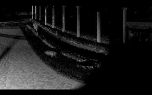 Cобаки проникли в зоопарк и загрызли животных