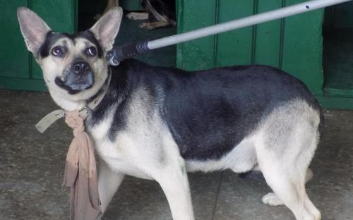 Бездействие исполнительной службы привело к гибели 5 животных и 2 годам мучений 10 семей общежития