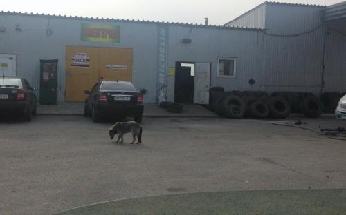 Инспекторами КП "Центр обращения с животными" с января 2018 года выдано более 300 предписаний и составлено 67 протоколов о привлечении к административной ответственности