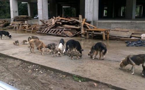 ОСВ в Болгарии: реальность бытия