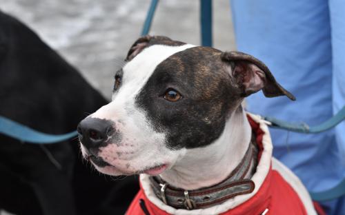 В Харьковском центре содержания бездомных животных состоялся праздничный День открытых дверей