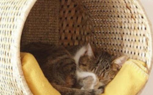 Акция “Гостиница для животных на весенние выходные: 4+1”