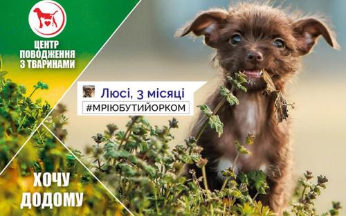 КП "Центр обращения с животными" - реклама животных приюта к новогодним праздникам
