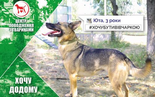 КП "Центр обращения с животными" - реклама животных приюта к новогодним праздникам