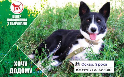 КП "Центр обращения с животными" - реклама животных приюта к новогодним праздникам