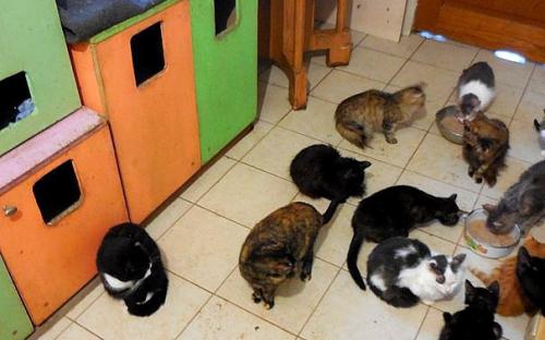 Обращение к зоозащитным организациям! Решением суда прекращена деятельность незаконного приюта для собак