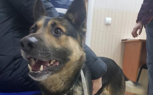 Харьковчанка нашла в 5 утра привязанную к столбу немецкую овчарку