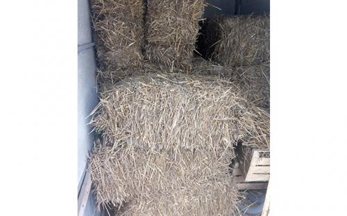 Школа танцев помогает приюту